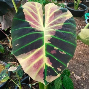 Colocasia Live Bulb Pumpkin New Hybrid + Phytosanitary Certificate - Picture 1 of 18