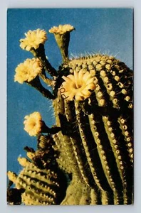 Postkarte Saguaro Bloom State Flower of Arizona von Josef Muenoth - Bild 1 von 2