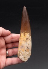Finest,  Large Spinosaurus Dinosaur Tooth 4.62”              1920