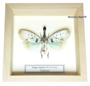 REAL MOUNTED FRAMED INSECT - Pyrops clavata - WHITE BLUEISH WING LANTERNFLY - Picture 1 of 2