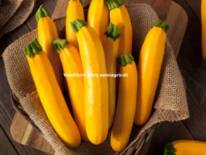 15 semillas de calabacín amarillo - Imagen 1 de 1