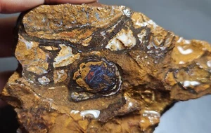 SALE Boulder Opal Conglomerate Rough Piece Koroit 746 Carat Lapidary Blue Matrix - Picture 1 of 13