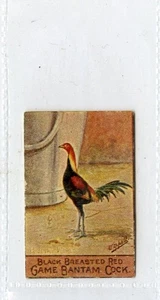 (Gd5397) Sprotten, Geflügelserie, nummeriert, #13 Schwarzbrust RG Hahn 1935 sehr guter Zustand+ - Bild 1 von 4