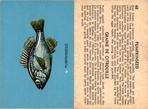 V339-19 Parkhurst, Fish, 1962, #48 Pumpkinseed