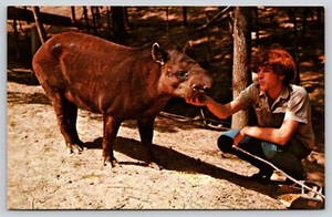Postal Tapir Parke Condado Indiana Tapirus terrestris Sudamericano - Imagen 1 de 2
