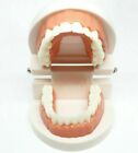 Modèle de dents de démonstration pour adultes standard d'enseignement éducatif Typodont