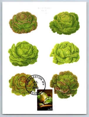 #5490 Fruits and Vegetables Lettuce FDC Maxi Card - Image 1 of 2