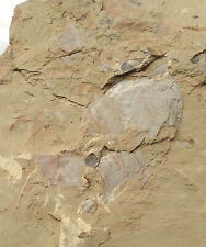 Cambrian fossil Guangweicaris spinatus, collection,teaching,No.r43