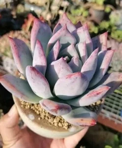 Echeveria 'Polar Bear' 7cm roughly, 5+ years old plant, Succulent - Picture 1 of 3