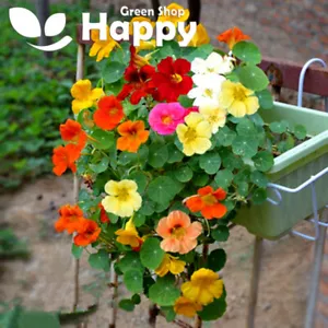 NASTURTIUM DWARF - WHIRLEYBIRD DOUBLE - 20 SEEDS - Tropaeolum nanum - COMPACT - Picture 1 of 1
