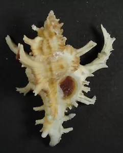 MUREX KAWAMURAI 57,22mm SUPER CHOICE SPECIMEN Sapudi Island, E. Java, Indonesien - Bild 1 von 3