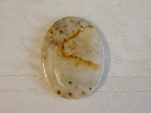 Fossil Palm Wood Cabochon - Picture 1 of 6
