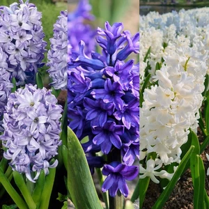 Hyacinth Spring Bulb Rhapsody in Blue Mix - Highly Fragrant Flowering Perennials - Picture 1 of 8