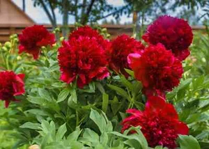 1 Karl Rosenfield Double Peony Live Perennial Cranberry Red Flower Bulb Plant - Picture 1 of 4