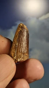 Spinosaurus Dinosaur Tooth. 100 Million Years Old 30mm. As Shown. Boxed - Picture 1 of 7