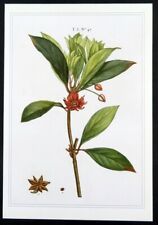 Redoute botanical print ANISE TREE Illicium Floridanum, 1990 book plate illust.