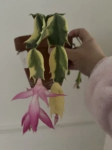 Schlumbergera Madame Butterfly (variegated) - Rooted - Picture 1 of 12