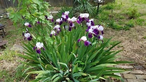 50x MIXED VARIETIES/COLORS BEARDED IRIS Bulbs/Rhizomes FRESH - Picture 1 of 24