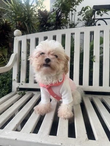 Dog and Cat Pink Dress Puppy with Collar - Free Shipping for 2 Items or More - Picture 1 of 4