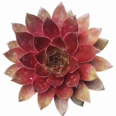 Sempervivum Red Lion Succulent (2'' or 4'') - Image 1 of 4