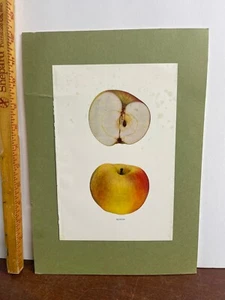 Vintage Print - Chromolithograph - BOIKEN - American Fruits - Apple - 1905 - Picture 1 of 4