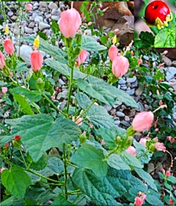 7+ PINK Turk's Cap SEEDS, Sleeping Hibiscus FLOWERS Organic 10/2024 Harvest - Picture 1 of 1