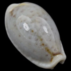 CYPRAEA (Naria) BOIVINII (Masbate Isl., Philippines) 23.9mm #46101 - Picture 1 of 4