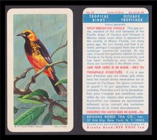 Tropical Birds  (Brooke Bond USA 1964) #43 Spot-Breasted Oriole