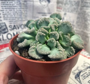 Titanopsis calcarea in 8.5cm pot, Aizoaceae, Succulents - Picture 1 of 8