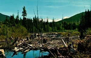 British Columbia Forest Beauty in Beaver Land Beaver Pond Postcard BC - Picture 1 of 2