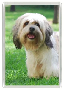 LHASA APSO LOVELY DOG HEAD ART PRINT NOVELTY ACRYLIC FRIDGE MAGNET GREAT GIFT - Picture 1 of 1