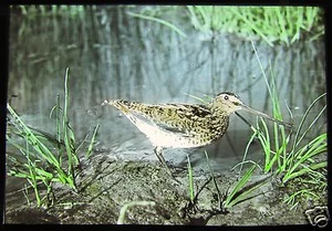 Glass Magic Lantern Slide EUROPEAN BIRDS NO75 ORNITHOLOGY PHOTO - Picture 1 of 2