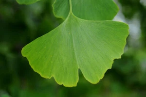 Ginkgo Biloba - 10/25 SEMI + Regalo - Foto 1 di 3