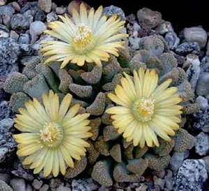 Titanopsis Schwantesii, rara piedra viva cactus mesembs roca hielo semilla 50 SEMILLAS - Imagen 1 de 1