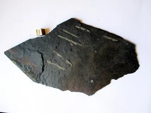 Increíble grupo de Graptolitas de Abereiddy en Gales 215mm x 120mm - Imagen 1 de 4