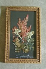 Vtg Real EDELWEISS Dried Flowers Bouquet Framed SWISS ALPS , Signed by Artist