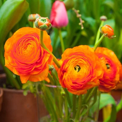 Fácil de cultivar Ranunculus Buttercup puesta de sol 10 bulbos de plantas flores de primavera Foto 1 de 4
