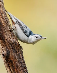Impresión fotográfica de pájaro Nuthatch de pecho blanco 11x14 11"x14" - Imagen 1 de 4