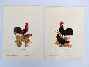 Lithographie Athos Menaboni schwarz Menorca braun Beinhorn 1956 Vintage Geflügel Kunst - Bild 1 von 8