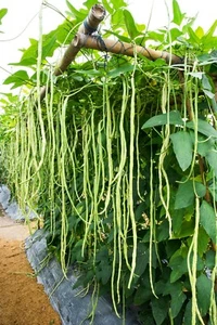 SAMEN Gigantisch die Bohnen werden bis zu 1 Meter lang die METERBOHNE Superfood - Bild 1 von 1
