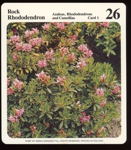 Rock Rhododendron  My Green Gardens Card  