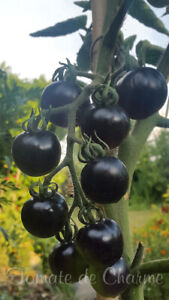 10 graines de tomate rare Indigo Rose heirloom tomato seeds méth.bio