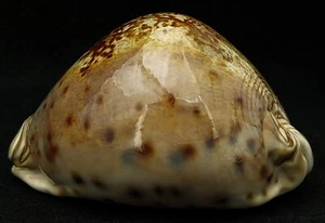 FS Leporicypraea valentia 92,5 mm casi gema - Imagen 1 de 10
