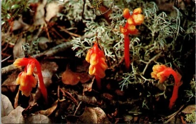 Cape Cod National Seashore Pine-Sap Scrub Oak Woodlands Postcard UNP VTG Unused - Image 1 of 2