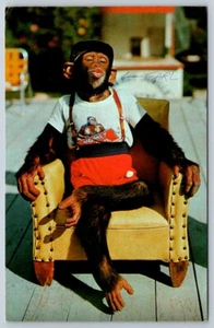 Postal cromada vintage de Chimpancé, Monkey Jungle, Miami, Florida, 1978 - Imagen 1 de 2
