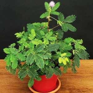 Empfindliche Pflanze, Mimosa pudica schläfriger Busch Farn Bonsai Pulver Puffsamen 20 Samen - Bild 1 von 4