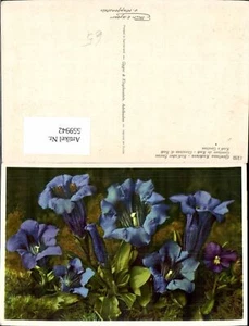 559942,Blumen Gentiana Kochiana Kochscher Enzian - Picture 1 of 1