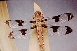 May 1976 Dragonfly Insect Bug Color Slide Film Ref C179 - Picture 1 of 1