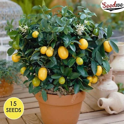 Dwarf Lemon Tree Indoor House Plant Outdoor Plant 15 Seeds RARE Home Decor - Image 1 of 4