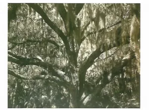 Postal Edward Steichen fotógrafo ""Florida Jungle"" 1936 como nueva sin usar - Imagen 1 de 1